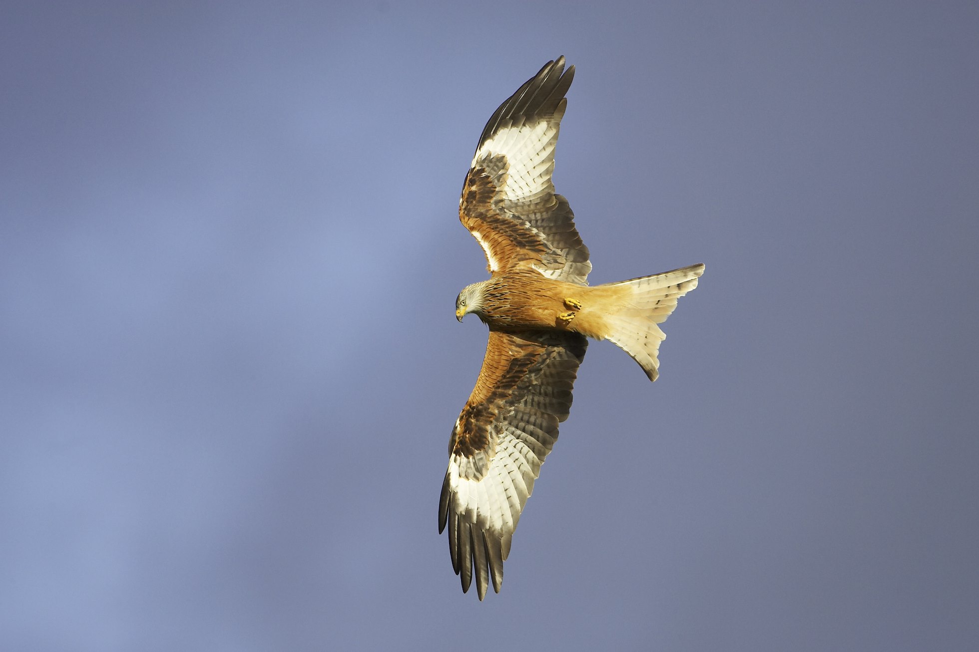 Red Kite - Milvus milvus - adult in flight. Wales. January.
